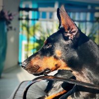 BigDogsRule (@bigdogsbigporch) 's Twitter Profile
