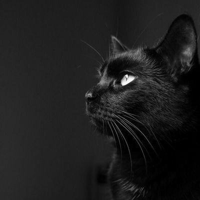 blackhddd's profile picture. 