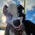๐ Beau Collie ๐ฝ (@farmdoggo) Twitter profile photo ๐ Beau Collie ๐ฝ (@farmdoggo) Twitter profile photo