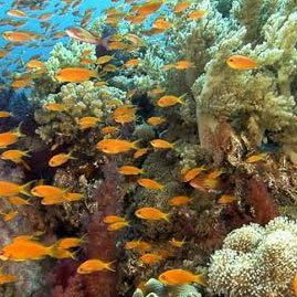 tinroro4823's profile picture. 