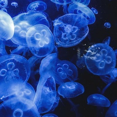 aira_the_davryu's profile picture. taichi.t🐻