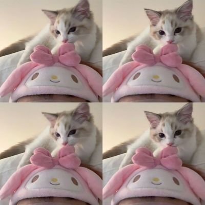 jiester0ids's profile picture. 🐸