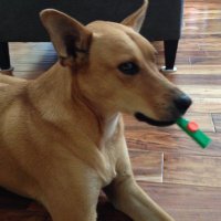 Joe Wong (@jw205532) 's Twitter Profile