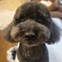 ゼロから始めるトリミングサロン (@0start_trimming) 's Twitter Profile