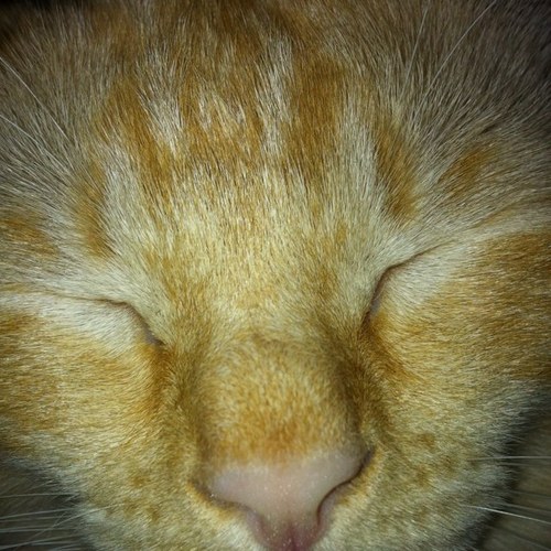 veronicaflea's profile picture. 