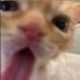 ๐๐*+ ๐
๐๐๐ +*๐๐ | human butcher of shedtwt (@humanbxtcher) Twitter profile photo ๐๐*+ ๐
๐๐๐ +*๐๐ | human butcher of shedtwt (@humanbxtcher) Twitter profile photo