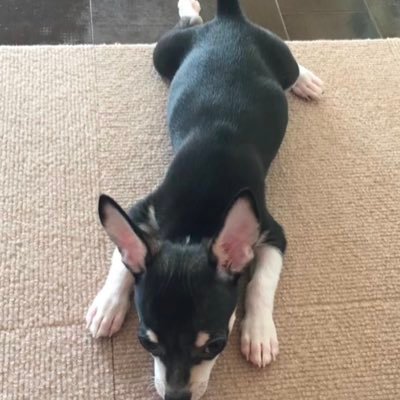 yumi_ck_makapuu's profile picture. マカプゥ🐶💕 C&K・BSB・ ディズニー・ハワイ大好き❣️ みんなを繋ぐ🌈マスクproject発起の人😋✨