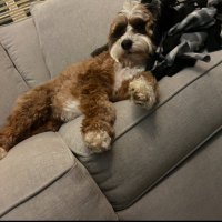 Brennan Gustinis (@brennangustinis) 's Twitter Profile