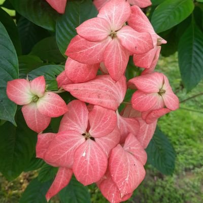 suborna_ak78129's profile picture. 🚀 Always in the know! | 🎥 Entertainment | ⚽ Sports | 📱 Tech Trends | 📰 Latest News | Stay tuned for all updates!