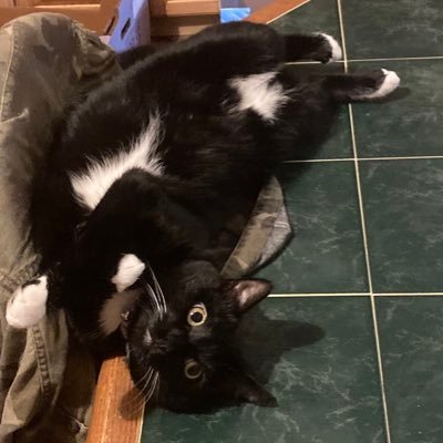 Motley11123's profile picture. Republican 🇺🇸 MAGA 🚫No DMs wanted🚫No porn
