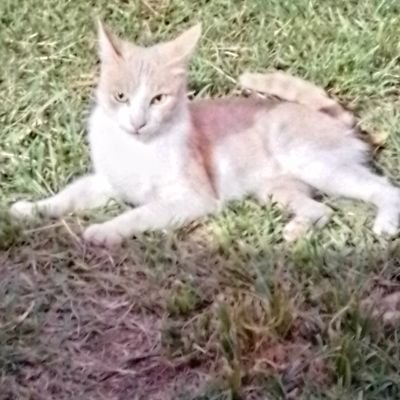 MosesLopez87519's profile picture.