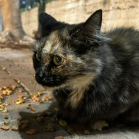 omercd450 (@os9502301799446) 's Twitter Profile