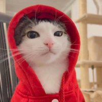 Ponyo (@beaaar) 's Twitter Profile