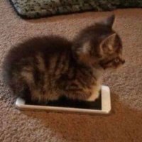 Elif Anderson (@andersonel83676) 's Twitter Profile
