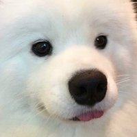 ʚ(。˃ ᵕ ˂ )ɞ (@yurilovesmochi) 's Twitter Profile Photo ʚ(。˃ ᵕ ˂ )ɞ (@yurilovesmochi) 's Twitter Profile Photo
