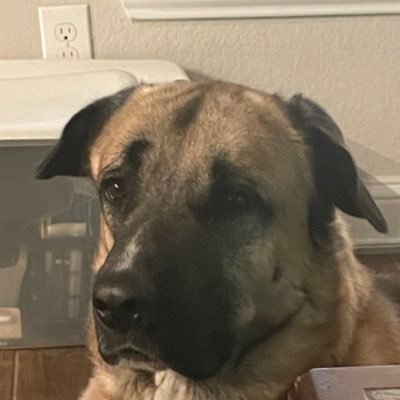 SugarLandSooner's profile picture. I do… in fact. Support the Onsies. “A wild, ass of a man. “ -Joel Osteen (Probably) #goonsquad  Creator of the super-popular Pangolin-free diet.