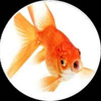 Eg 😎🔥🥚 (@egbestalbum) 's Twitter Profile Photo