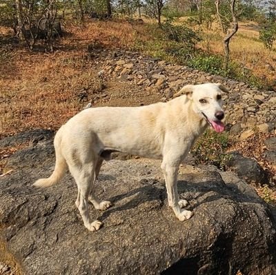 RockySingh2323's profile picture. 