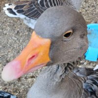 SquintyEyeGoose (@squintyeyegoose) 's Twitter Profile