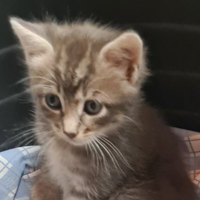 soleneso77's profile picture. 