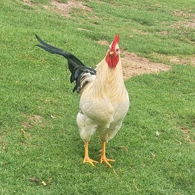 AkhungaZe's profile picture. 