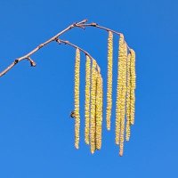Helianthus🎗️ (@helianthus_spp) 's Twitter Profile