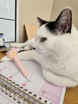 speakupanyway's profile picture. 