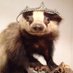 nervousbadger (@nervousbadger_) Twitter profile photo nervousbadger (@nervousbadger_) Twitter profile photo
