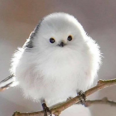 VTyhIxLqaM81222's profile picture. 「私はもう一度命じる。勇気を出し、強くありなさい。おじけづいたり恐れたりしてはいけない。あなたがどこに行っても、あなたの神エホバが共にいる」ヨシュア1:9