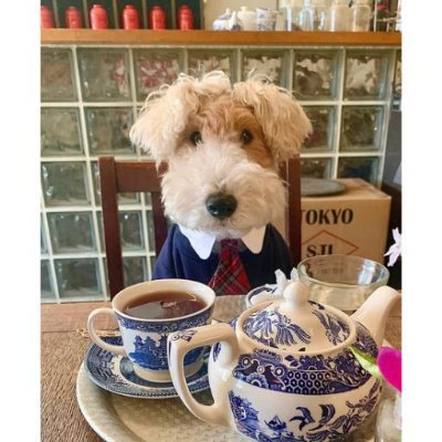 GentlemanDoggyy's profile picture. Your GentlemanDoggyy next 1000X