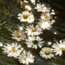 Asteraceae (@asteraceae000) Twitter profile photo Asteraceae (@asteraceae000) Twitter profile photo