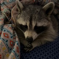 Kuhmfy (@kuhmfy) 's Twitter Profile