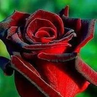 آمال 🌷 (@dpanggera) 's Twitter Profile