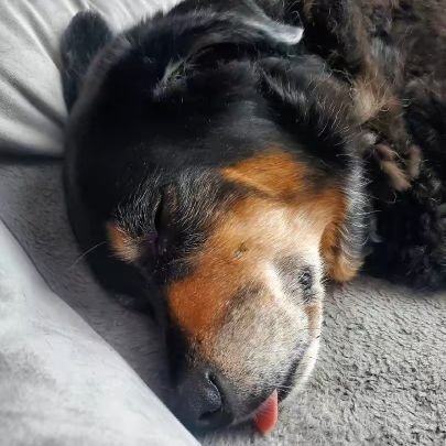 madcow251's profile picture. 