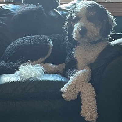 pghdandi's profile picture. hi there!