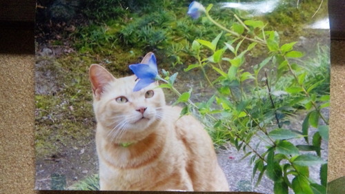 ranunculus000's profile picture. 