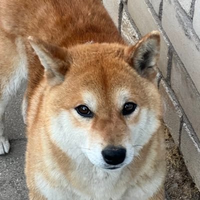 dev_tomas's profile picture. Senior Software Engineer. Opinions are my own.