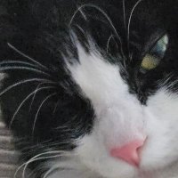 Conservative Hippie Chick (@nalinibeanie47) 's Twitter Profile Photo Conservative Hippie Chick (@nalinibeanie47) 's Twitter Profile Photo