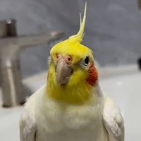 さゆり (@dsxxrt) 's Twitter Profile