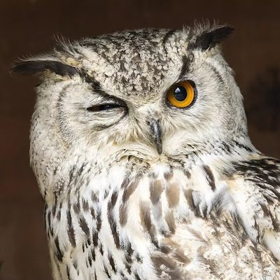 bearwild114's profile picture. 