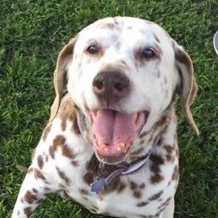 rbivens007's profile picture. 