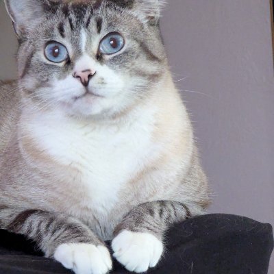 Zoho Developer/Administrator, https://t.co/LvyUenm6K8
Owner of Falcon Cobra Data Solutions. Professional cat litter scooper.