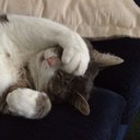 David Hawke - @icmrgoldfish - Twitter