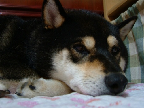 yoko3288's profile picture. 