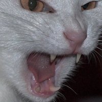 charlie (@charliejunkmail) 's Twitter Profile Photo charlie (@charliejunkmail) 's Twitter Profile Photo