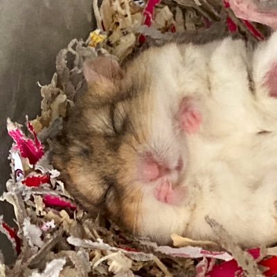 @urami_pets