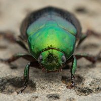 cooleoptera (@cooleopterakr) 's Twitter Profile