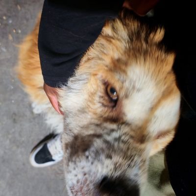 CristianReyesS8's profile picture. D.