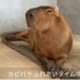 (*Ï)ã«ããã©ããã³ð°å¿æŽå¢ãªãããŠãã«ãããã¡ããðâ€ïž (@monokroum04) Twitter profile photo (*Ï)ã«ããã©ããã³ð°å¿æŽå¢ãªãããŠãã«ãããã¡ããðâ€ïž (@monokroum04) Twitter profile photo