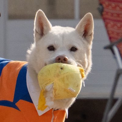 태강이네 멍멍마켓 사장 김태강🐕🕯さんのプロフィール画像